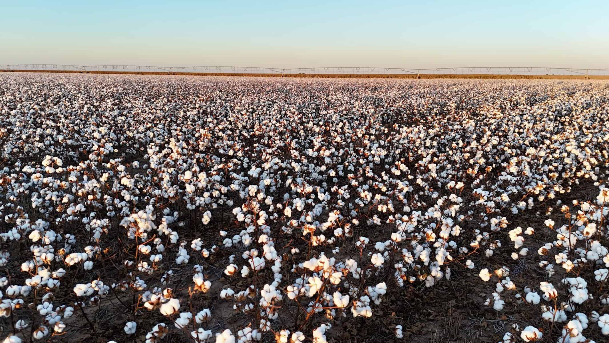 318± Acres – Hale County